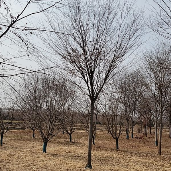 櫸樹